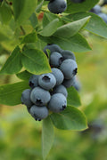 Legacy Blueberry Live Plant – 2-Year-Old, 18–24 in, 1-Gallon Pot (Vaccinium corymbosum 'Legacy')