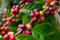Coffee Plant Coffea arabica - Live Starter Plant in 3-Inch Pot