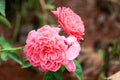 AUSap English Rose Live Plant (Own-Root) in 6-Inch Container