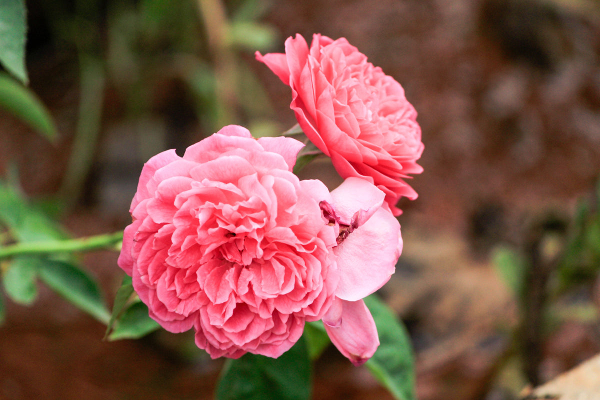 AUSap English Rose Live Plant (Own-Root) in 6-Inch Container