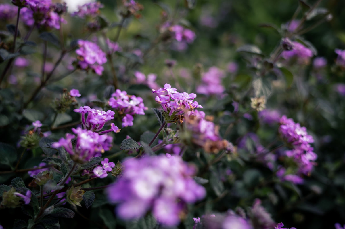 Purple Lantana Live Plant 4–6 Inches Tall – No Pot