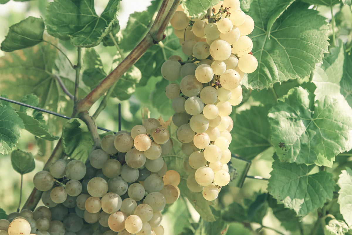 Blanc du Bois Grape Live Plant - Vitis 'Blanc du Bois' in 3-Inch Pot