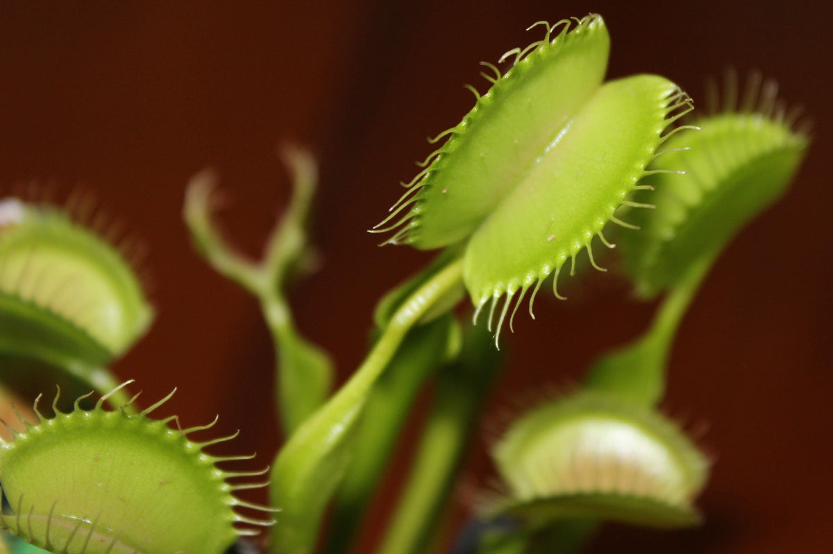 Chinese Dumpling Venus Flytrap (Dionaea muscipula) - 2 Live Starter Plants in 2-Inch Pots