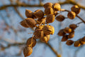 Pecan Tree Live Seedlings (2) – 8+ Inches Tall, Carya illinoinensis