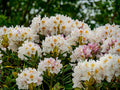 Yaku Princess Rhododendron Starter Plant | Rhododendron 'Yaku Princess' Live Plant (L7)