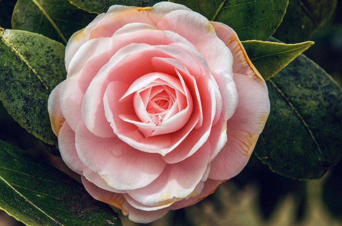 Leslie Ann Camellia Japonica Starter Plant | Well-Rooted in Nursery Pot