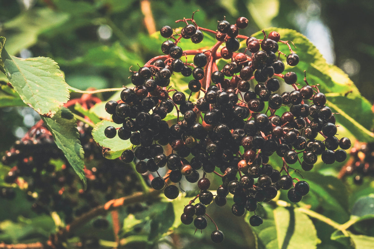 American Elderberry Live Rooted Starter Plant Sambucus canadensis | Native Shrub, Zones 4-9