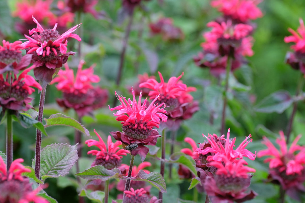 Bee You Bee Free Bee Balm Monarda didyma — 3 Rooted Starter Plants in 1 Qt Pots