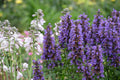Blue Fortune Agastache Live Plants | 3 Rooted Starters in 1 Qt Pots