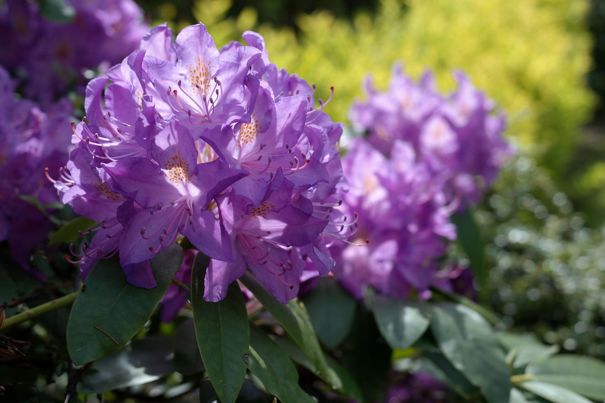 Blue Baron Rhododendron Starter Plant | Live Rhododendron Shrub