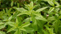 Organic Lemon Verbena Starter Plant Aloysia citrodora - Well-Rooted 2.5 x 3.5 inch Pot
