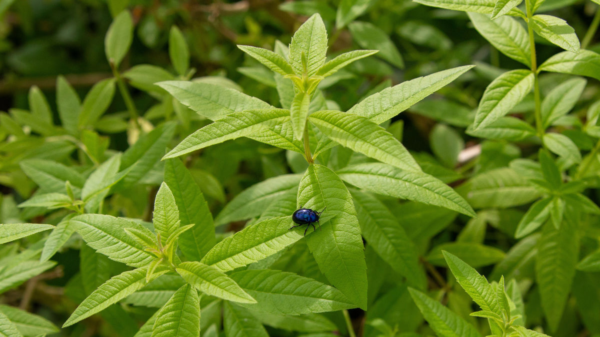 Organic Lemon Verbena Starter Plant Aloysia citrodora in 2.5 x 3.5 inch Pot