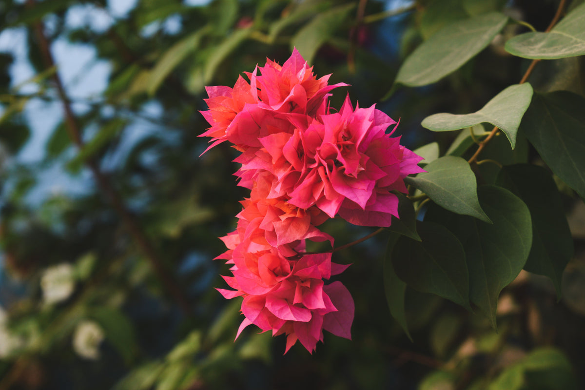 Double Red Bougainvillea Starter Plant | Well-Rooted Plug