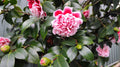 Gigantea Camellia Japonica Starter Plant - Well-Rooted 3-Inch Pot