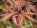 Cape Sundew (Drosera capensis) - 4 Live Plants, Carnivorous Starter Set