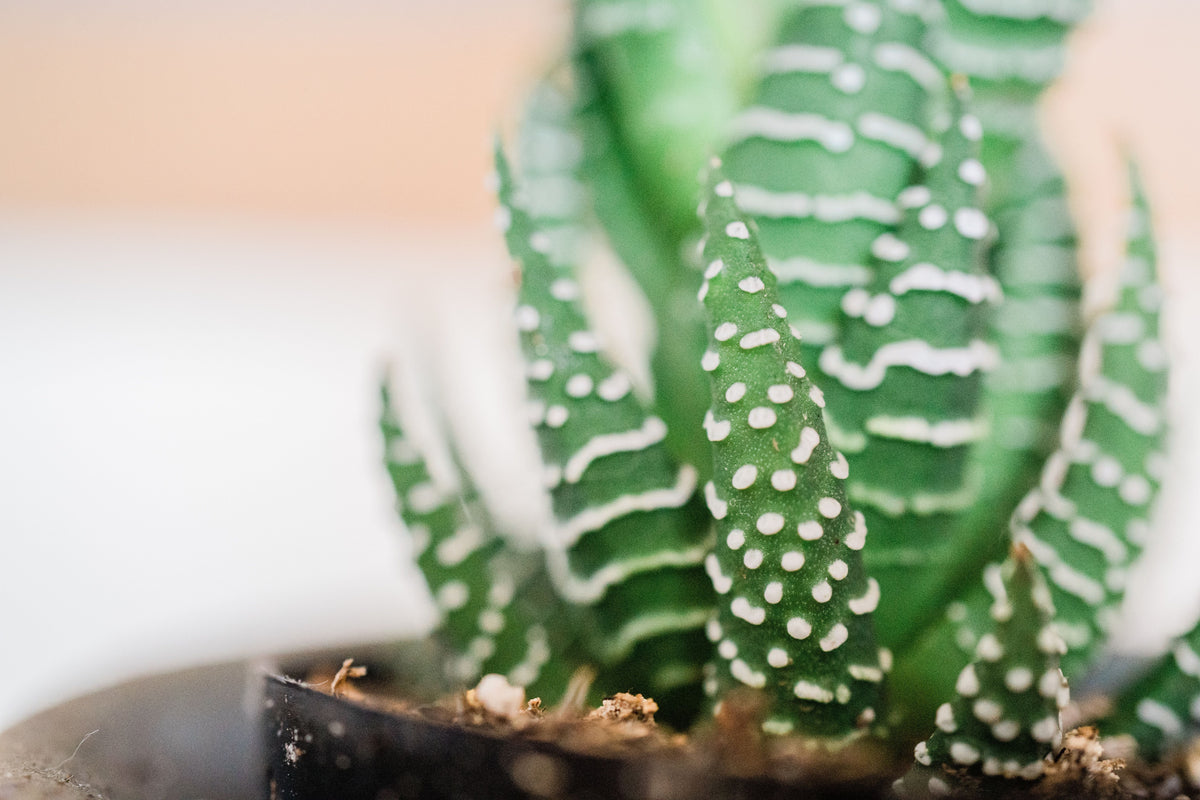 Haworthia rubrobrunnea Live Succulent – Rooted in 2-Inch Planter