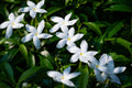Crape Jasmine Live Plant 4-Inch Pot | Fragrant White Flowers Tabernaemontana divaricata