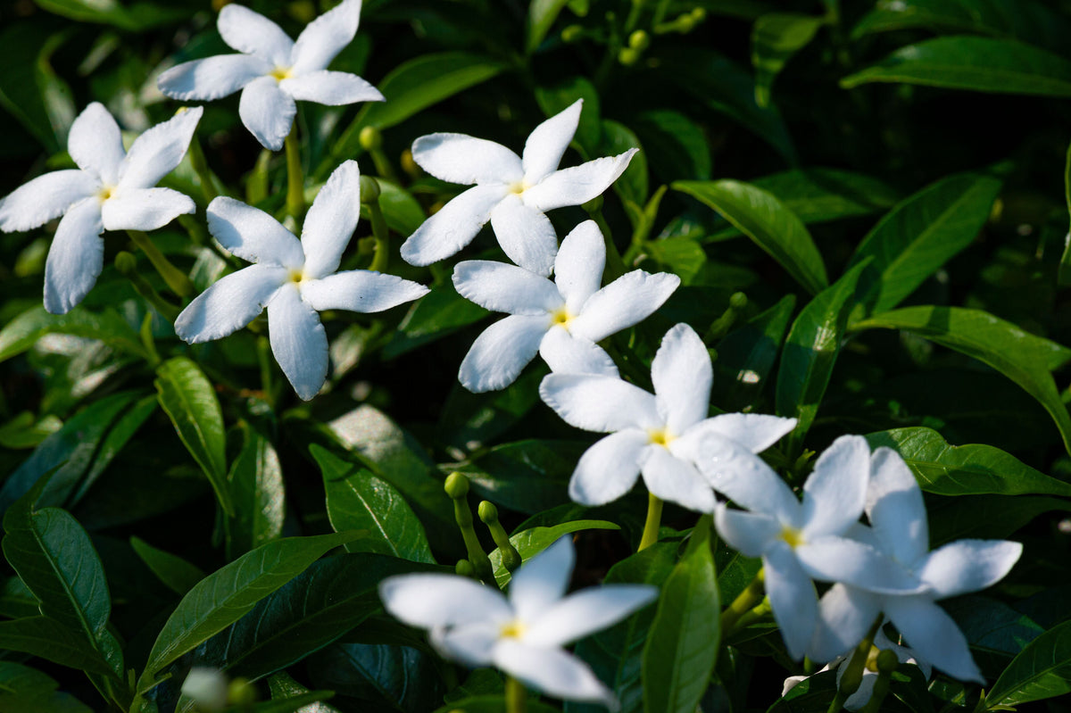 Crape Jasmine Live Plant 4-Inch Pot | Fragrant White Flowers Tabernaemontana divaricata