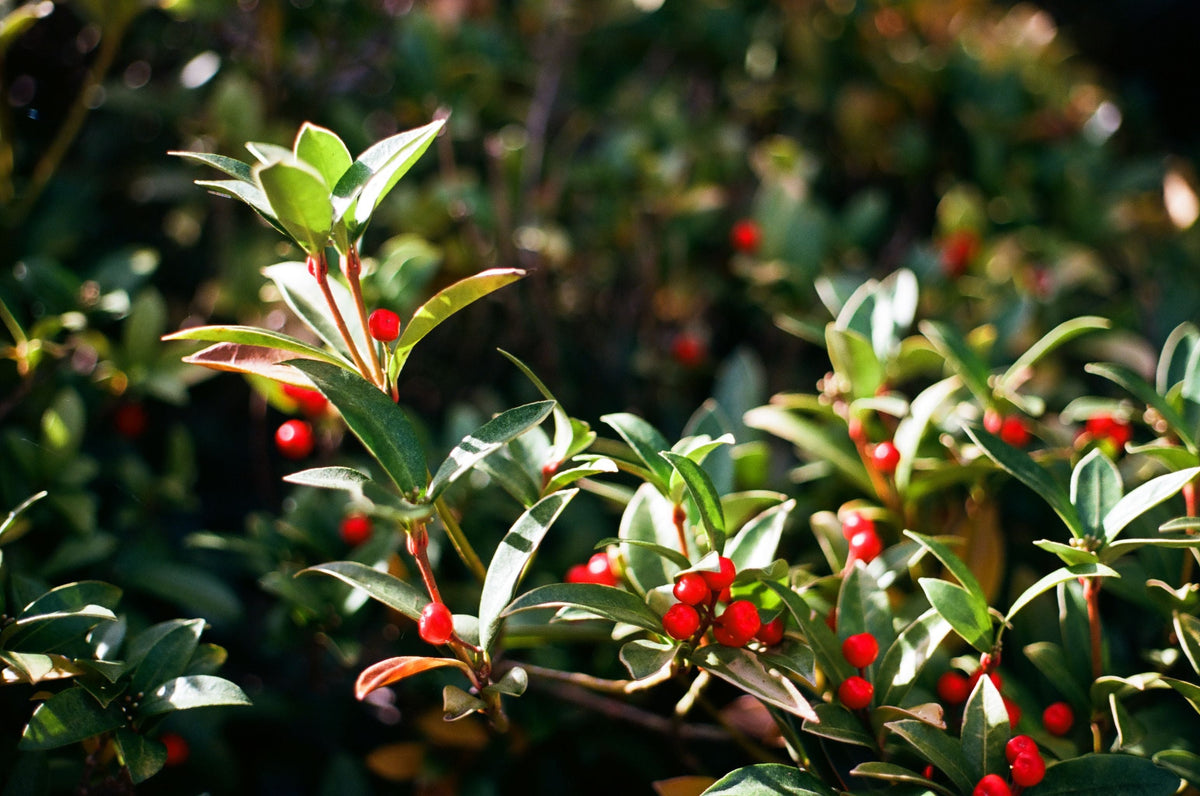 Nellie R. Stevens Holly Starter Plant | Live Evergreen Holly Tree