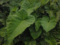 Illustris Colocasia Live Plant Starter Plant | 3-Inch Pot, Ships Without Pot