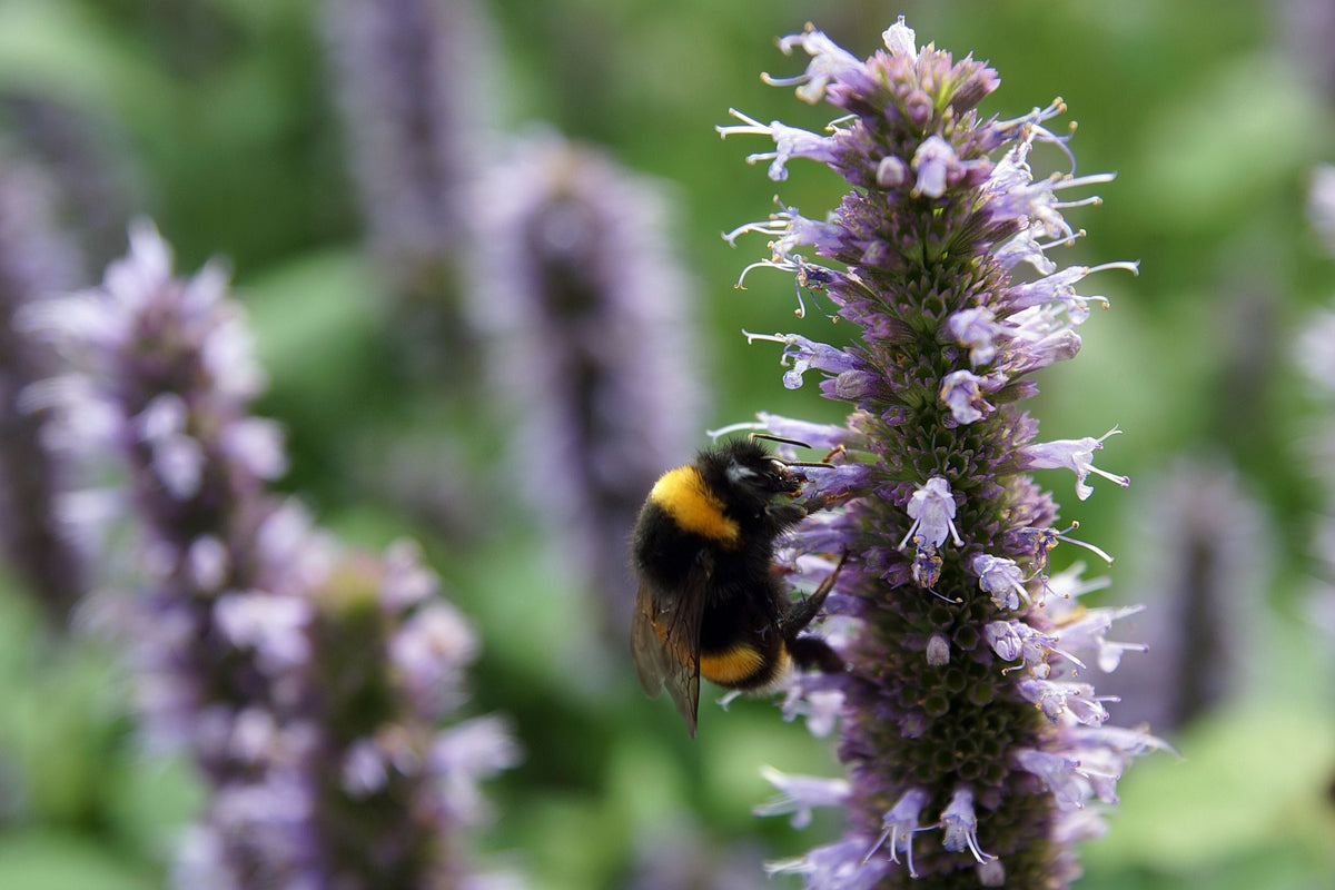 Beelicious Purple Giant Hyssop Beelicious Purple - 3 Rooted Starter Plants in 1 Qt Pots