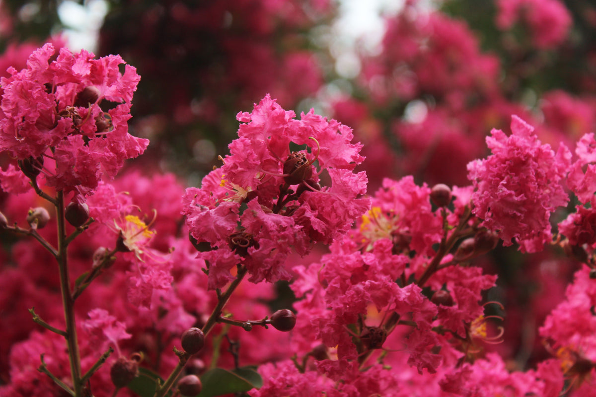 Hot Pink Crape Myrtle Rooted Cuttings — 2 Live Starter Plants (Lagerstroemia indica)