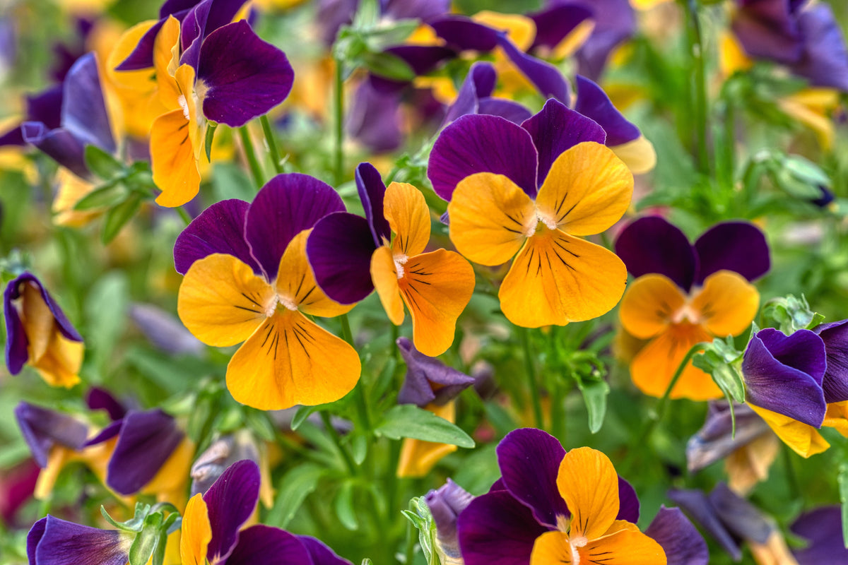 Penny Peach Jump-Up Horned Violet Live Plant, 4-Inch Pot | Viola cornuta 'Penny Peach Jump-Up'