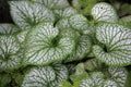 Jack Frost Siberian Bugloss (Brunnera macrophylla ‘Jack Frost’) - 1 Gallon Live Plant