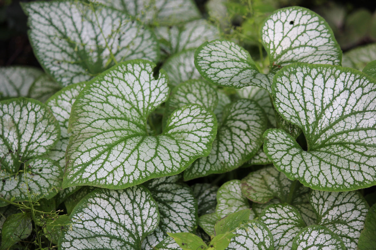 Jack Frost Siberian Bugloss (Brunnera macrophylla ‘Jack Frost’) - 1 Gallon Live Plant