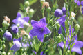 Sentimental Blue Balloon Flower Platycodon Grandiflorus Starter Plants - 3 Rooted Cuttings