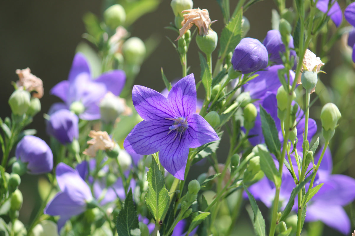 Sentimental Blue Balloon Flower Platycodon Grandiflorus Starter Plants - 3 Rooted Cuttings