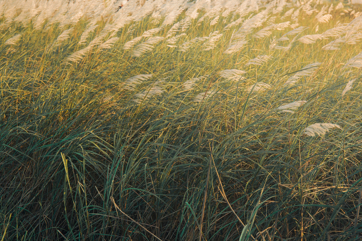 Niagara Falls Switch Grass (Panicum virgatum 'Prairie Winds Niagara Falls') - 3 Rooted Starter Plants in 1 Qt Pots