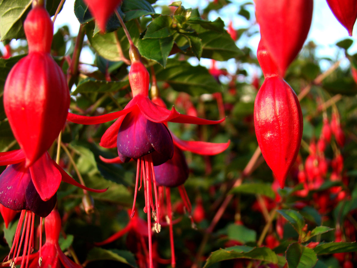 3 Pack Live Fuchsia Plants in 6-Inch Pots | 3 Live Plants