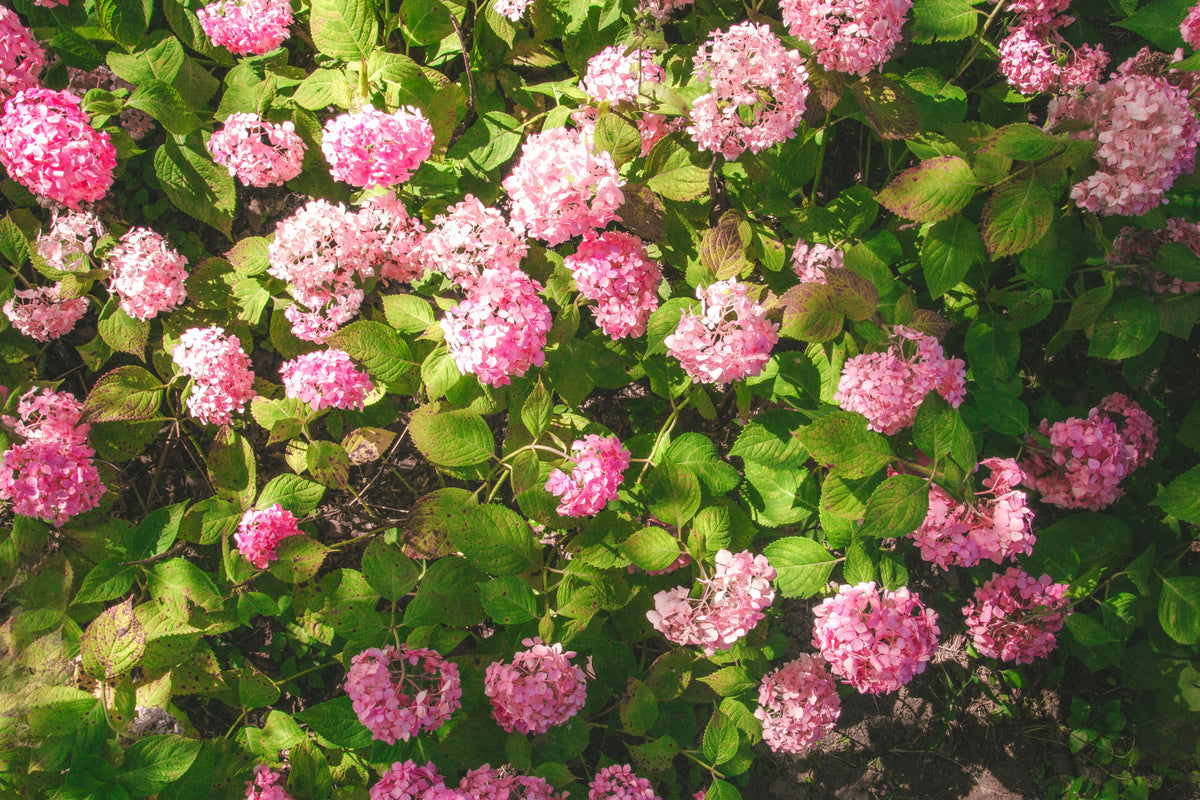 Munchkin Dwarf Oakleaf Hydrangea Live Plant - 1 Pint | Hydrangea quercifolia