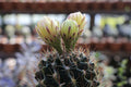 Neochilenia napina Seed Grown Live Cactus - Rare Specimen