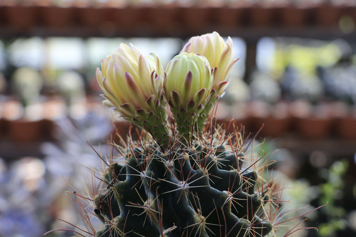 Neochilenia napina Seed Grown Live Cactus - Rare Specimen