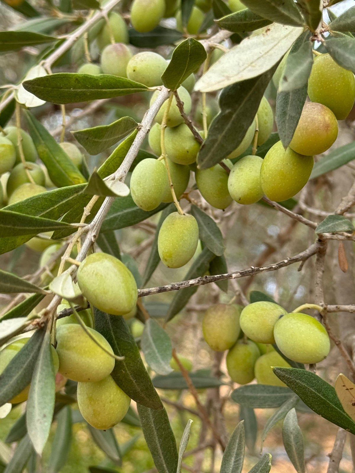 Arbequina Olive Tree Live Starter Plant – Olea europaea, 6–10" tall (1), 2.5" x 3.5" pot