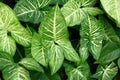 Arrowhead Plant Bare Root Live Plant Syngonium podophyllum