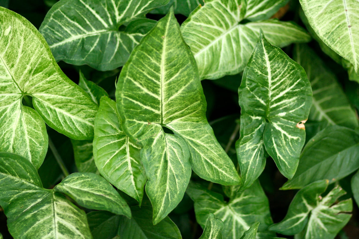 Arrowhead Plant Bare Root Live Plant Syngonium podophyllum