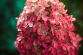 Munchkin Dwarf Oakleaf Hydrangea Live Plant – 1 Pint (Hydrangea quercifolia)