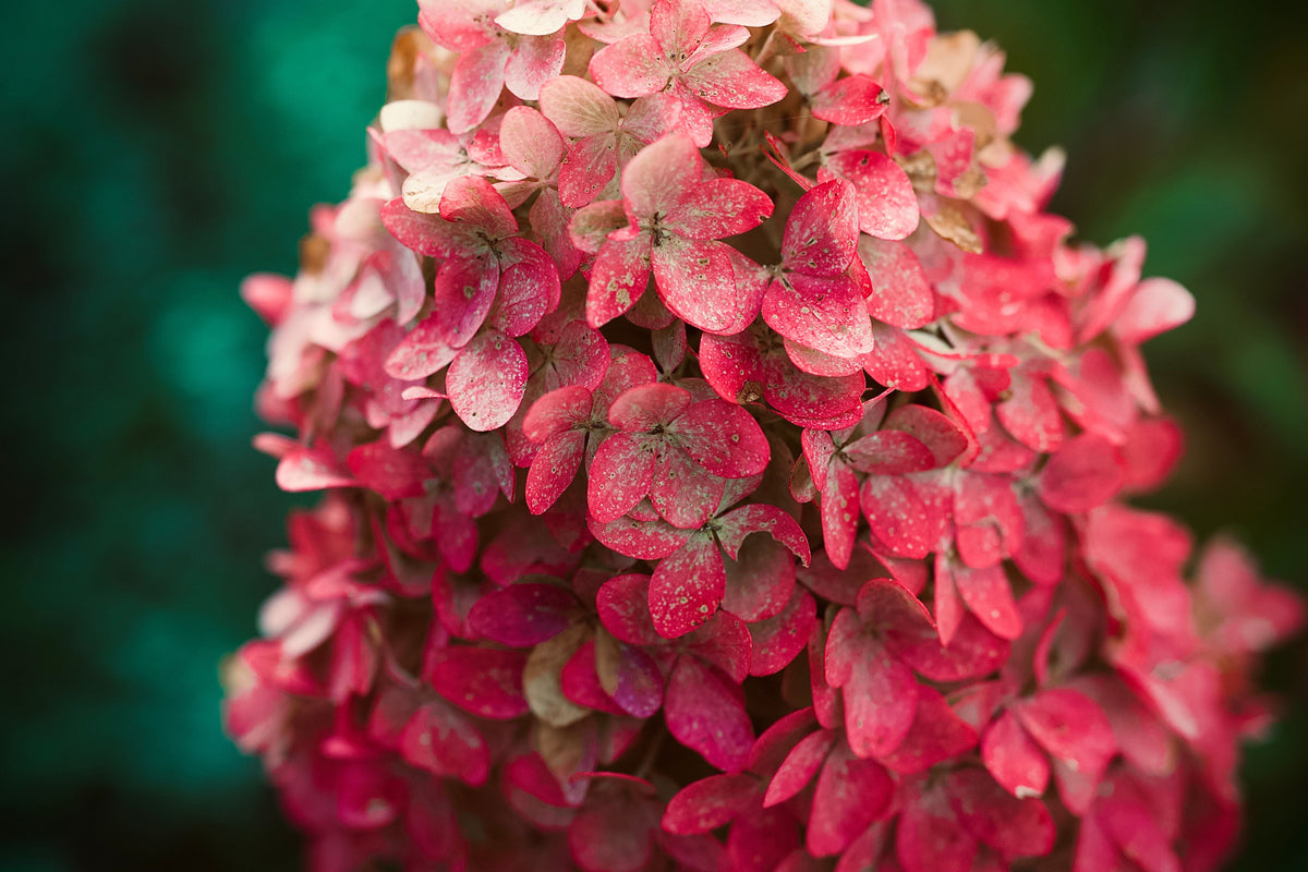 Munchkin Dwarf Oakleaf Hydrangea Live Plant – 1 Pint (Hydrangea quercifolia)
