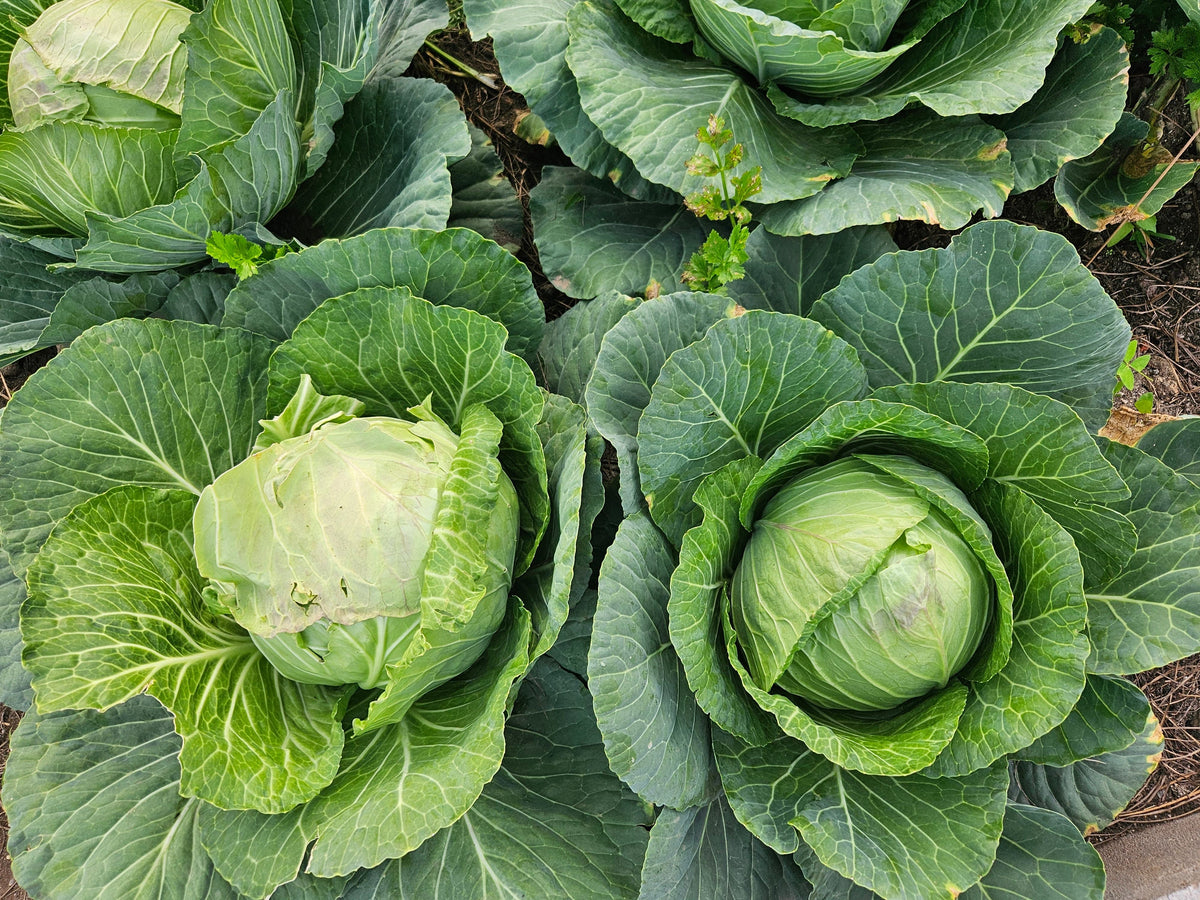Golden Cross Cabbage Live Plants – Lot of 4, 6" Tall, 75+ Days Old (Brassica oleracea var. capitata)