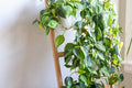 6 Indoor Plant Cuttings – Marble Queen Pothos, Philodendron Brazil & Pothos N’Joy (Unrooted)