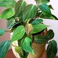 Philodendron Micans Velvet Leaf - Rooted Starter Plant, Bareroot