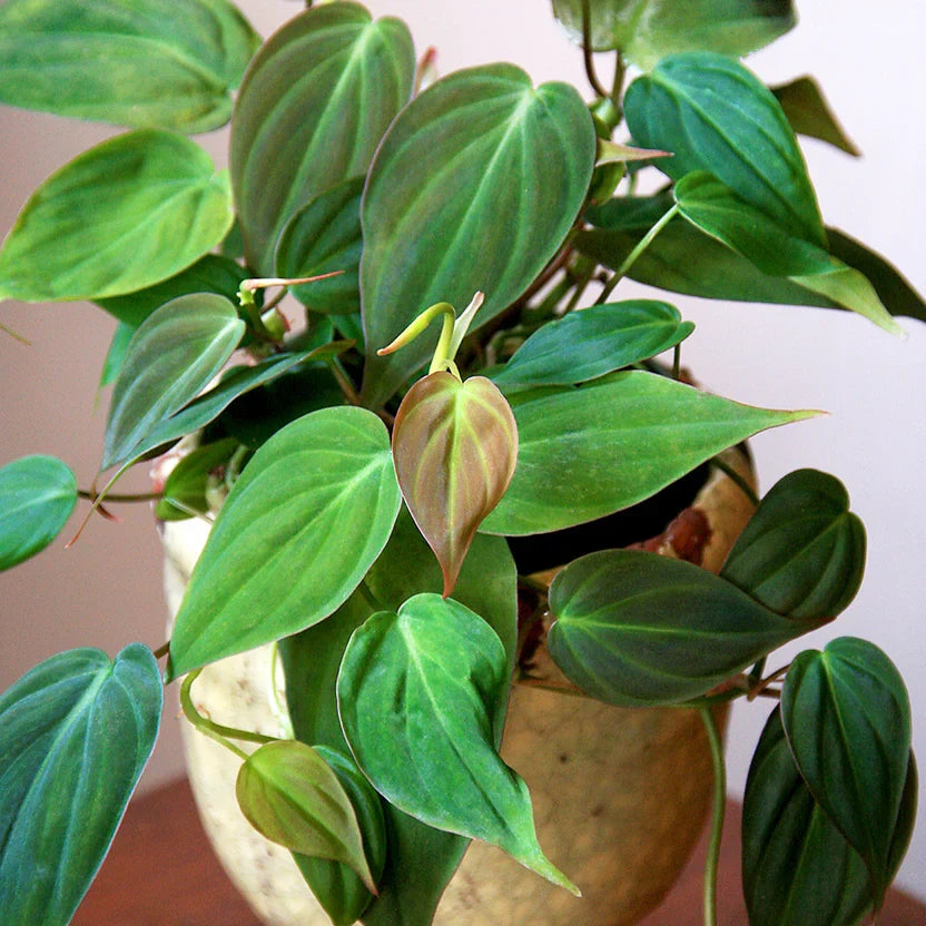 Philodendron Micans Velvet Leaf - Rooted Starter Plant, Bareroot