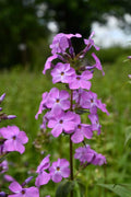 Sweet William Bulbs (Phlox maculata) - 10 Live Bare Root Plants, Fragrant Pollinator Perennial