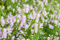 Physostegia virginiana Seeds - Obedient Plant, 50 Non-GMO Perennial Seeds for Pollinator Garden