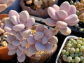 Bare Root Pink Moonstone Succulent (Pachyphytum oviferum) - Rare Moonstone Plant, Bare Root