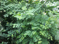 Katuk Cuttings (Unrooted) – Sauropus androgynus, Sweet Leaf, Nutty Flavor