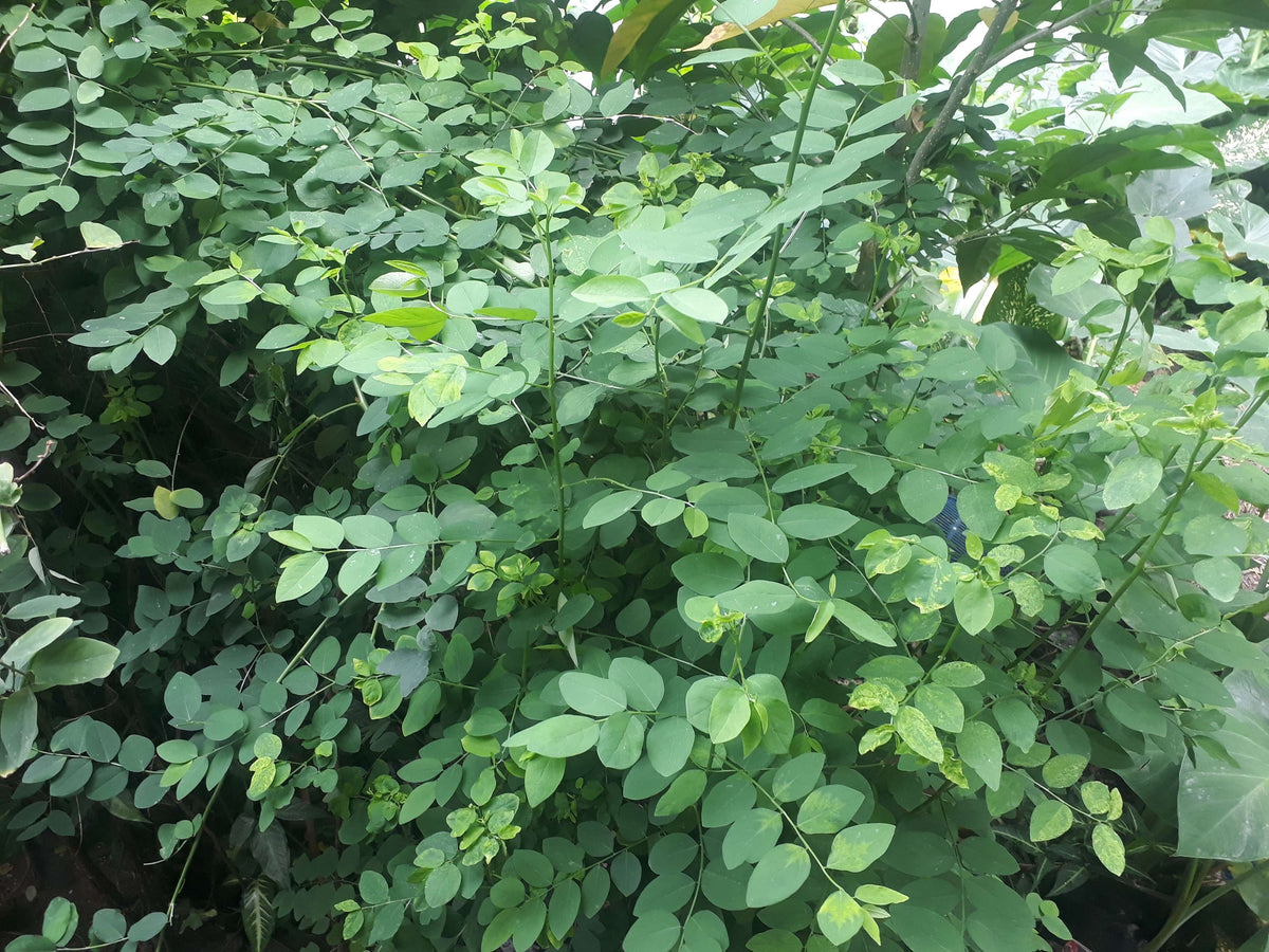 Katuk Cuttings (Unrooted) – Sauropus androgynus, Sweet Leaf, Nutty Flavor